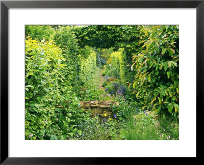 View Through Hornbeam (Carpinus) Hedge Along Gravel Path Abraxus Garden, Somerset by Mark Bolton Pricing Limited Edition Print image