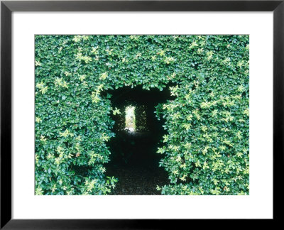 Evergreen Tunnel Through Ilex (Holly) Hedge Late Summer by Mark Bolton Pricing Limited Edition Print image