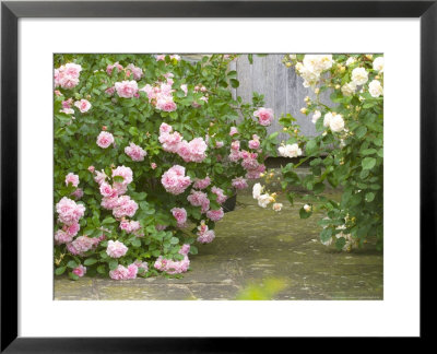 Rosa Felicia And Rosa Penelope, Pink Flowers Divided By Paving by Mark Bolton Pricing Limited Edition Print image