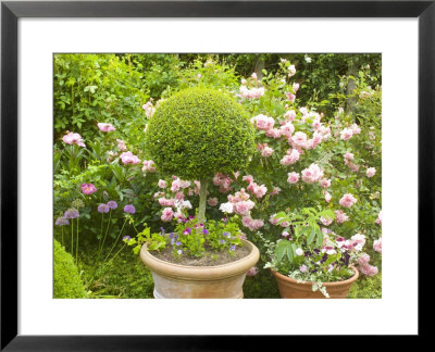 Clipped Buxus Ball In Terracotta Pot With Roses Behind, Little Malvern Court Malvern Worcester by Mark Bolton Pricing Limited Edition Print image