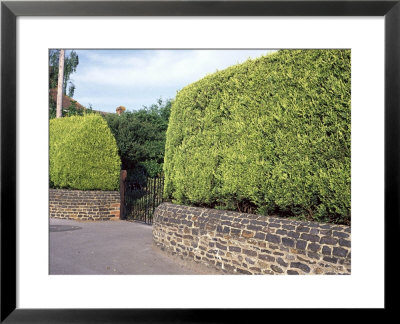 Hedge Of Golden Chamaecyparis Leylandii (Leyland Cypress) On Top Of Wall by Lynne Brotchie Pricing Limited Edition Print image