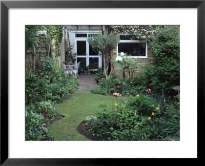 April Garden With Lawn As Path Between Borders, Clematis Montana Rubens by Lynne Brotchie Pricing Limited Edition Print image