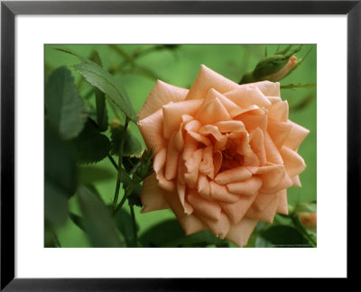 Miniature Rose by Chris Burrows Pricing Limited Edition Print image