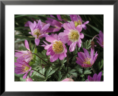 Anemone Blanda (Violet Star), Close-Up Of Pink Flower, March by Chris Burrows Pricing Limited Edition Print image