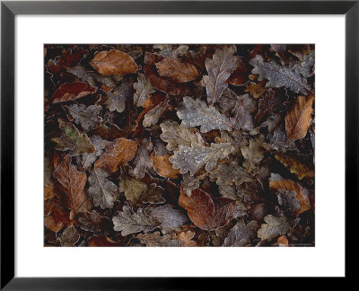 Fagus (Beech) And Quercus (Oak) Leaves With Frost In November by Kathy Collins Pricing Limited Edition Print image