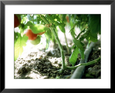 Tomatoe (Lycopersicon Esculentum), Two Stems by Francois De Heel Pricing Limited Edition Print image