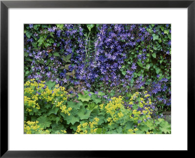 Summer Partners, C Campanula Poscharkyana & Alchemilla by Ron Evans Pricing Limited Edition Print image