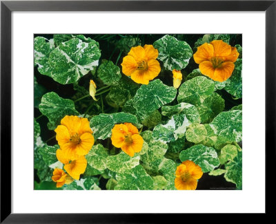 Tropaeolum Majus Alaska Series (Nasturtium) Orange Flower And Variegated Foliage September by Ron Evans Pricing Limited Edition Print image