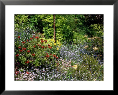 Light Woodland With Colourful Displays Of Plants Trees And Shrubs by Ron Evans Pricing Limited Edition Print image