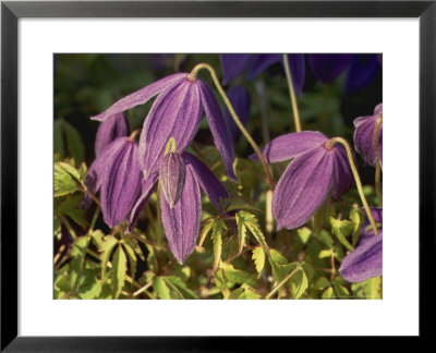 Clematis Alpina Agm Close-Up Of Blue Flower Beaulieu by Christopher Fairweather Pricing Limited Edition Print image