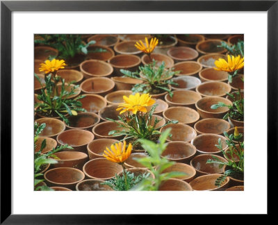 Gazania In Pots With Empty Pot Design, Whichford Pottery Chelsea Flower Show 1997 by Georgia Glynn-Smith Pricing Limited Edition Print image