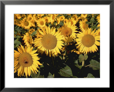 Helianthus Annus Sunspot (Sunflower) by Juliet Greene Pricing Limited Edition Print image