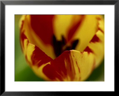 Tulipa Stressa (Tulip), Vibrant Orange Flower, Green Background by James Guilliam Pricing Limited Edition Print image