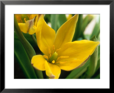 Tulipa Linifolia Bright Gem by Sunniva Harte Pricing Limited Edition Print image