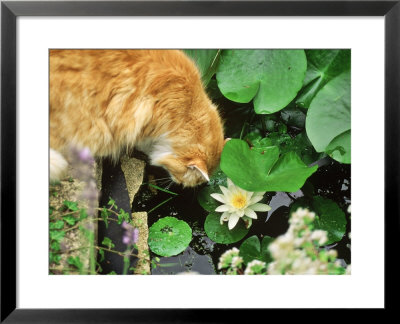 Long Haired Marmalade Cat Drinking From A Small Pond With Nymphaea (Waterlily) by Michael Howes Pricing Limited Edition Print image