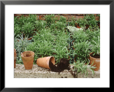 Cuttings In Pots Erysimum And Dianthus by Jacqui Hurst Pricing Limited Edition Print image