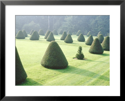 Yew Topiary Parnham House, Dorset by Jacqui Hurst Pricing Limited Edition Print image