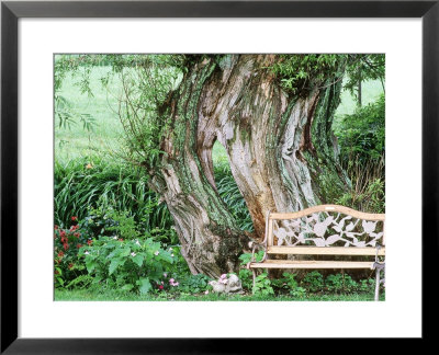 Wooden Bench Next To Mossy Tree by Jean-Claude Hurni Pricing Limited Edition Print image