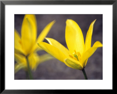 Tulipa Sylvestris, Close-Up Of Yellow Flowers With Stamens And Pollen by Hemant Jariwala Pricing Limited Edition Print image