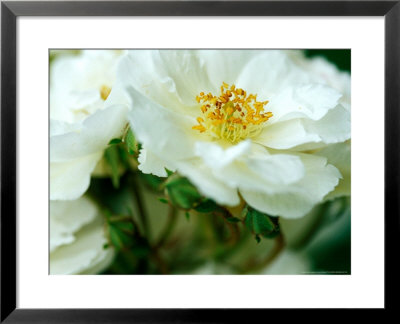 Rosa Rambling Rector by Lynn Keddie Pricing Limited Edition Print image