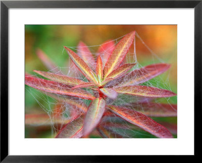 Euphorbia Griffithii Fireglow Covered With A Cobweb, September by Lynn Keddie Pricing Limited Edition Print image