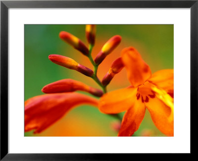 Crocosmia Venus, Close-Up Of Orange/Red Flower Head by Lynn Keddie Pricing Limited Edition Print image