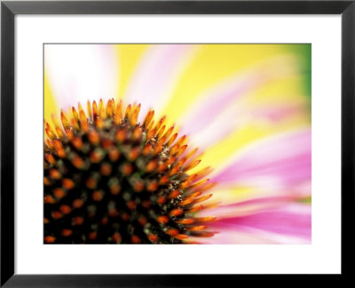 Purple Cone Flower by Lynn Keddie Pricing Limited Edition Print image