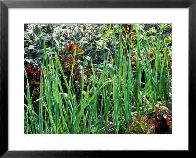 Leeks Growing With Lettuce Lollo Rossa, Vegetable Garden by Lynn Keddie Pricing Limited Edition Print image