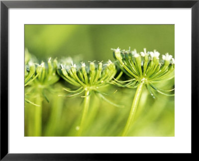 Ammi Visnaga, Close-Up Of Yellow Flower Heads, September by Lynn Keddie Pricing Limited Edition Print image