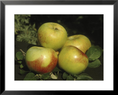 Apple, Malus Peasgood's Nonsuch, Group Of Fruits & Leaves On Black Surface by Michele Lamontagne Pricing Limited Edition Print image