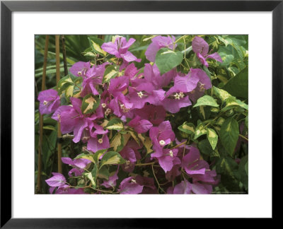 Bougainvillea Turkish Delight Close-Up Of Flowers by Michele Lamontagne Pricing Limited Edition Print image