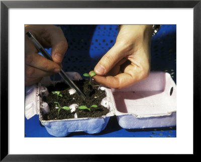 Planting Helianthus (Sunflower) Seedling Into Egg Box by Michele Lamontagne Pricing Limited Edition Print image