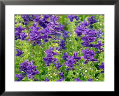 Salvia Horminium Blue Denim, A Group Of Blue Flowers With Veins by Susie Mccaffrey Pricing Limited Edition Print image
