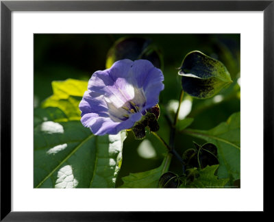 Nicandra Physalodes (Shoo Fly) by Susie Mccaffrey Pricing Limited Edition Print image