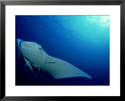 Devilray, Fiji by Tobias Bernhard Pricing Limited Edition Print image