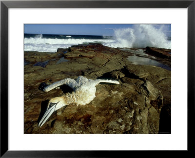 Cape Gannet, With Broken Neck, South Africa by Tobias Bernhard Pricing Limited Edition Print image