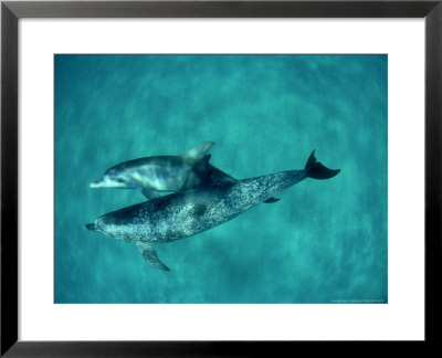 Atlantic Spotted Dolphin, Pair, Bahamas by Tobias Bernhard Pricing Limited Edition Print image