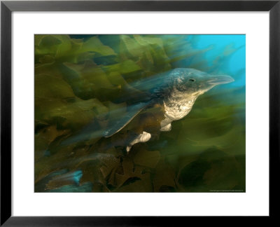 Blue Penguin Or Fairy Penguin, Swimming Out Of Kelp, New Zealand by Tobias Bernhard Pricing Limited Edition Print image