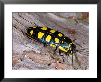 Buprestis Octoguttata, Corsica by Emanuele Biggi Pricing Limited Edition Print image