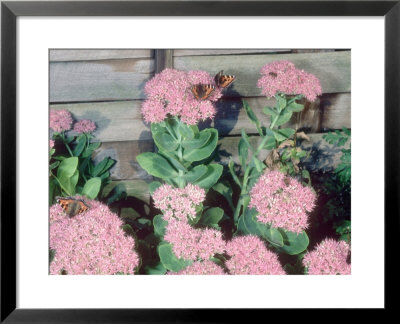 Small Tortoiseshell Butterfly, Uk by Mike Birkhead Pricing Limited Edition Print image