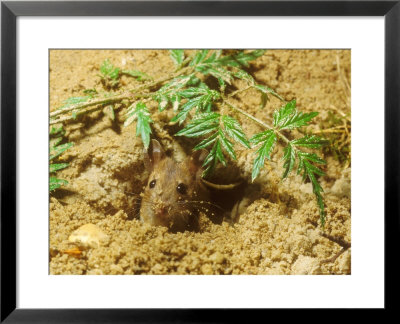 Long-Tailed Field Or Wood Mouse, Digging by David Boag Pricing Limited Edition Print image