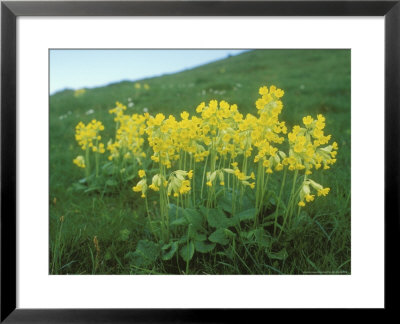 Cowslips, Spring by David Boag Pricing Limited Edition Print image