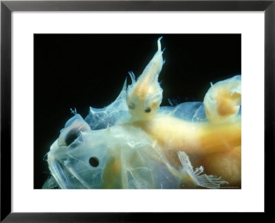 Angler Fish, Female With 2 Parasitic Males On Back, Uk by Clive Bromhall Pricing Limited Edition Print image