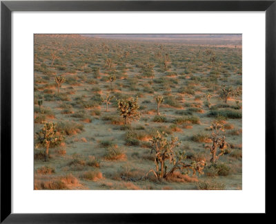 Saddleback Butte State Park, Usa by Olaf Broders Pricing Limited Edition Print image