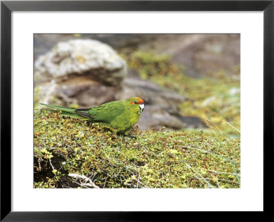 Chatham Island Red-Crowned Parakeet, New Zealand by Robin Bush Pricing Limited Edition Print image