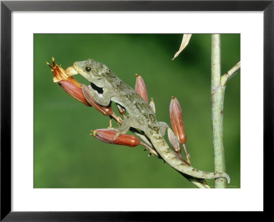 Duvaucels Gecko, Resting On Flax Flowers, New Zealand by Robin Bush Pricing Limited Edition Print image