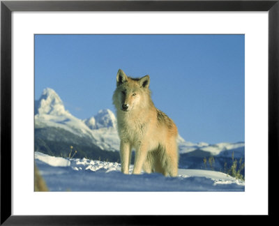Grey Wolf, Canada by Alan And Sandy Carey Pricing Limited Edition Print image