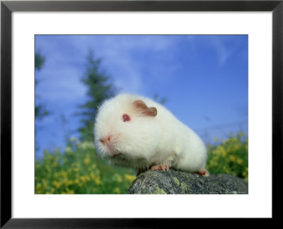 Teddy Guinea Pig by Alan And Sandy Carey Pricing Limited Edition Print image