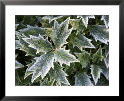 Icy Holly Leaves In Winter, Uk by David Clapp Pricing Limited Edition Print image