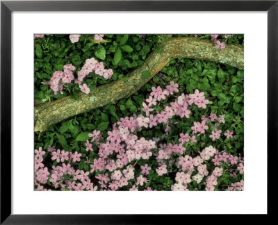 Wild Blue Phlox, Great Smoky Mountains National Park, Tn by Willard Clay Pricing Limited Edition Print image